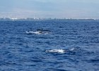 WhaleWatching 029